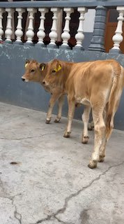 Djersi xunajinlar sotiladi — O'zbekiston