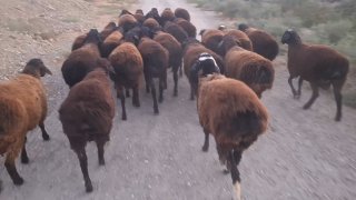 Xisori Qo'chqorlar sotiladi — Sirdaryo