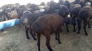 Chorvachilik bilan shug‘ullanayotganlar va qo‘y boqishga… — Qashqadaryo