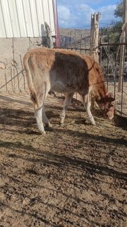 4 dona buzov sotladi 1 dona erkak 3 dona urgʻochi 3 donasi… — O'zbekiston