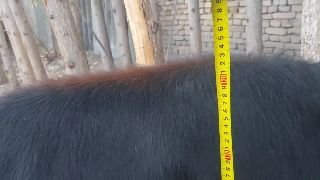 Энабола молимиз сотилади сути 6 литир нархи — Andijon