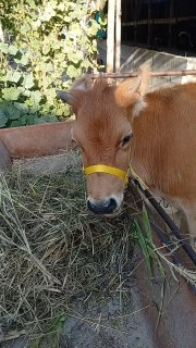 Хуножин сотилади буйи 1 м+ нархи 9600 наманган — Namangan