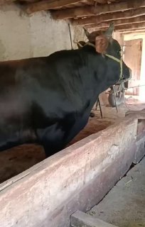 навос сотилади йиб ичиши дахшат. соглом 16500 ками бор… — Jizzax