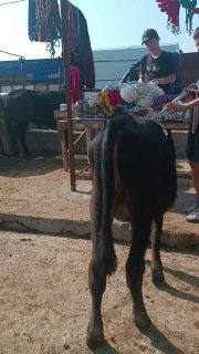 Chorva mollari — O'zbekiston