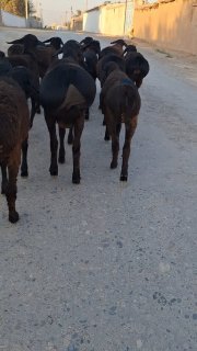 Irg'ochi tuxli quzila sotiladi — O'zbekiston
