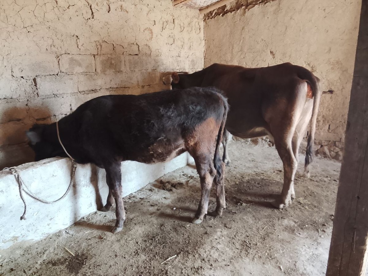 Sotiladi — Qashqadaryo