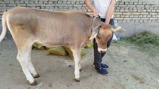Germanski hunajin sotiladi — O'zbekiston