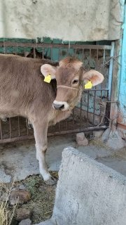 Chorva mollari — O'zbekiston