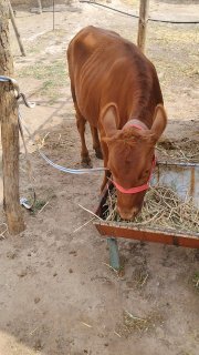 Buzoqcha. Sotiladi.. Gallaorol sayfin otada — O'zbekiston