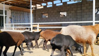 ZOTI TOZA XSORI QO'YLAR KELDI 🐑✨ — Namangan