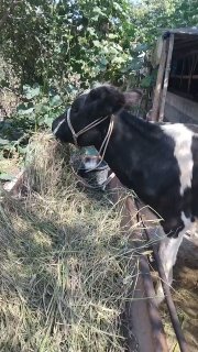 хуножин сотилади буйи 105см нархи 12400 наманган — Namangan