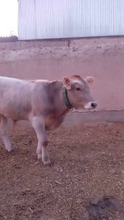 Shvest Buqachani zo'rini soraganlarga sotiladi — Andijonda