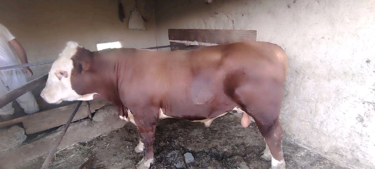 Novvos — Qashqadaryo viloyati, Koson tumani