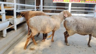 ZOTI TOZA ARASHAN QO'YLAR KELDI 🐑✨ — Namangan
