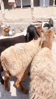 ASSALOMU ALEYKUM GURUPA KASHTAN QOʻZI SOVLIQLAR SOTILADI — NAMANGAN TUMANI