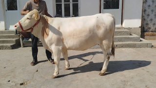 Simintal hunajin sotiladi — O'zbekiston
