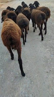 Irg'ochi tuxli quzila sotiladi — O'zbekiston