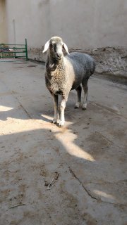 NAMANGANDA ZOTI TOZA XISOR KELDI 🐑✨ — Namangan