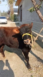 хуножин сотилади буйи 105см нархи 13200 наманган — Namangan
