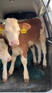 Avstriski Simmental buqachalar sotiladi — O'zbekiston
