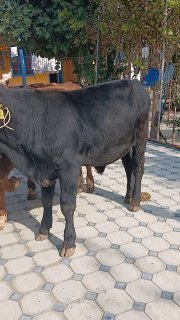 Sotiladi — O'zbekiston