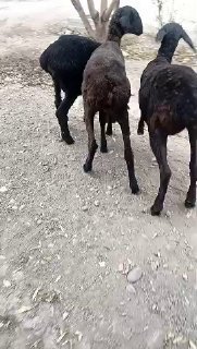 ASSALOMU ALEYKUM Gurupadoshlar — NAMANGAN TUMANI TEPAQORGON QISHLOGI