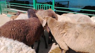 NAMANGANDA ZOTI TOZA ARASHANLAR SOVLIQLAR KELDI 🐑✨ — Namangan