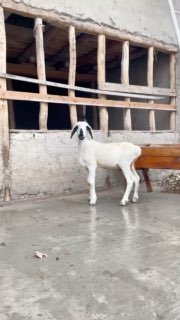 BUHARISKIY PARODA SOTUVDA — NAMANGANDA