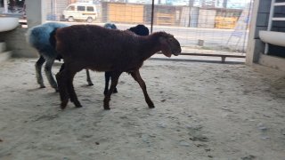 NAMANGANDA ZOTI TOZA XSORI QO'YLAR KELDI 🐑✨ — Namangan