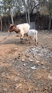 Ena bola 3 boshlik sigir sotiladi — Andijon, Baliqchi