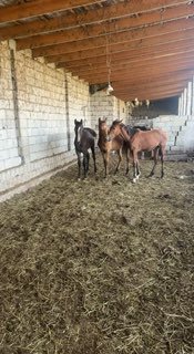 Sotiladi erkaklar soni 3 ta toy — Sirdaryo Yangierda