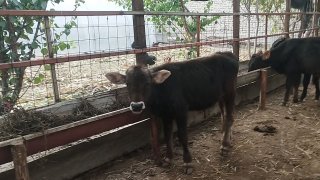 Chiroylik buzoqchalar keldi — Andijon viloyati Oltinkoʻl tumani
