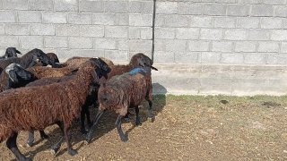 Qoylar sotiladi soni 45 ta yosh qari aralash qochgan — Jizzaxda Boburda