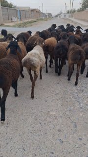 Irg'ochi tuxli quzila sotiladi Soni 25ta — O'zbekiston
