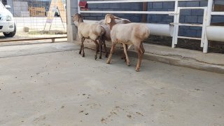 ZOTI TOZA ARASHAN EGIZCHI 🐑✨1.TA ONA BOLA — Namangan