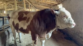 Smental buqa 3 yoshdan utgan tozza qon — Jizzax
