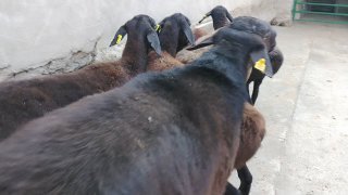 NAMANGANDA ZOTI TOZA ARASHAN XISOR KELDI 🐑✨ — Namangan