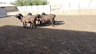 Quylarni zur sifat zur xamasi qucqar yurgan ichida 9 milon… — O'zbekiston