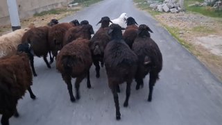 Qo'chqorlar sotiladi Optom — Sirdaryo