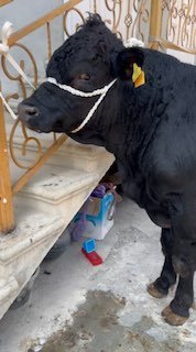 Sotladi Angus Sog’lom — andijon sh. Bo’ston