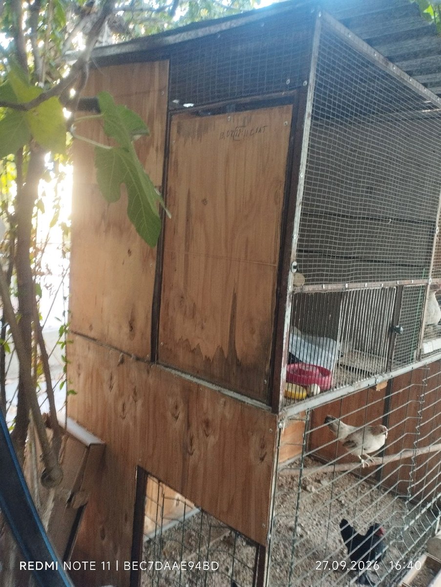 Tovuq katak xolati yaxshi boyi 2 metr eni 1 metr uzuni 2 metr — Farg'ona viloyati, Marg'ilon shahri