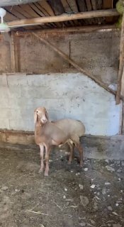 Shu qo’chqor sotiladi — Andijon viloyati Izboskan tumani