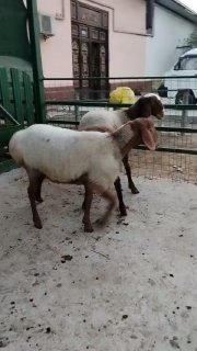 ZOTI TOZA ARASHAN QOZILAR KELDI 🐑✨ — Namangan