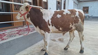 Smental sotiladi — Namangan To'raqo'rg'on