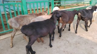 NAMANGANDA ZOTI XISOR QOZILAR KELDI 🐑✨ — Namangan
