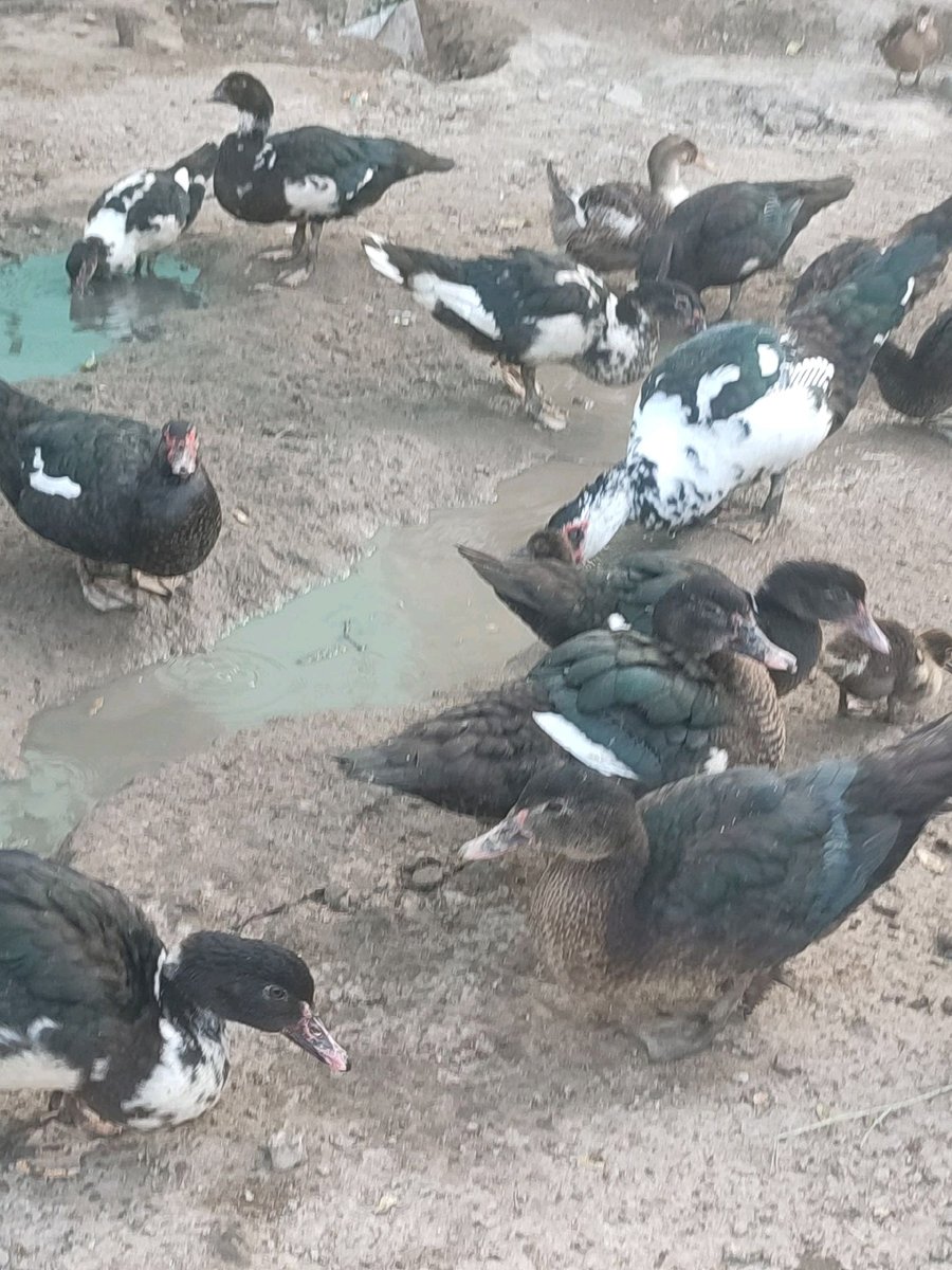 Parranda — Andijon viloyati, Baliqchi tumani