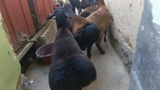 Shu 10 dona toza xusori yirik yemini yepturgan badanlari… — Namangan