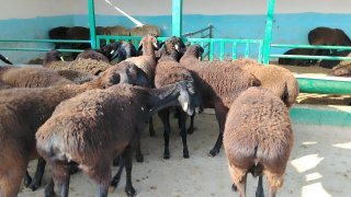 NAMANGANDA ZOTI TOZA XISOR SOVLIQLAR KELDI 🐑✨ — Namangan