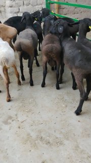 NAMANGANDA ZOTI TOZA XISOR KELDI 🐑✨ — Namangan