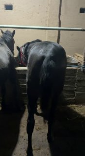 Toyla sotladi toshkenda juftga erke toy 33000.000 kam bor — Toshkent